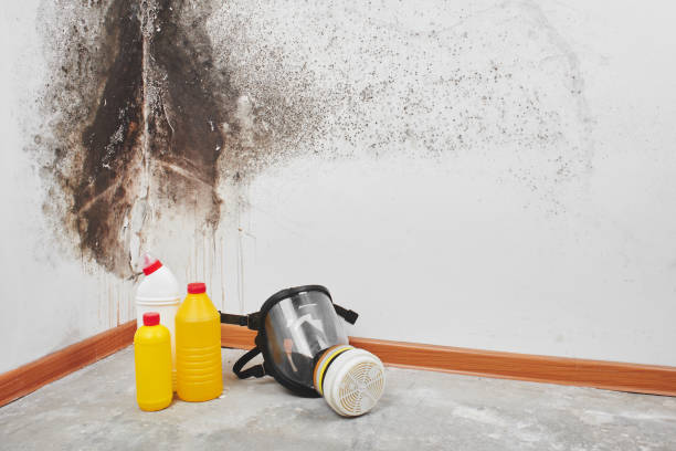 Best Mold Testing  in Providence Village, TX