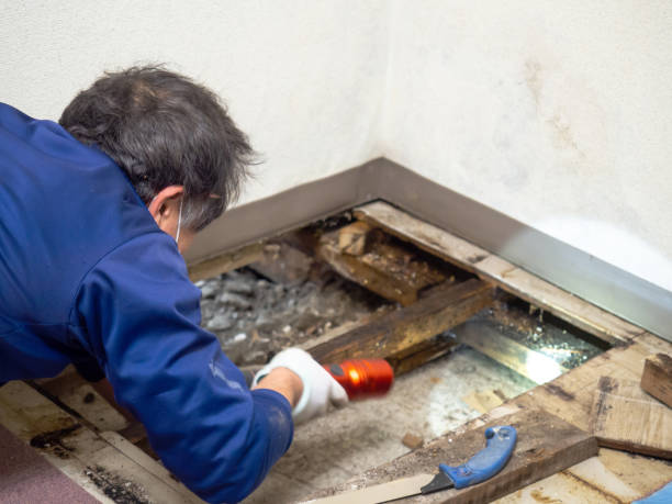 Certified Mold Removal in Providence Village, TX