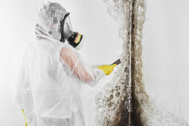 Best Black Mold Removal  in Providence Village, TX