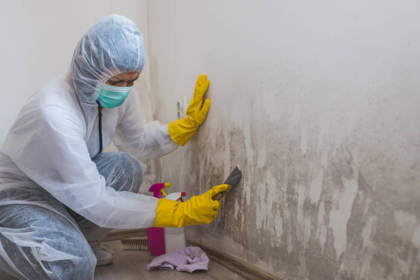 Best Mold Remediation  in Providence Village, TX