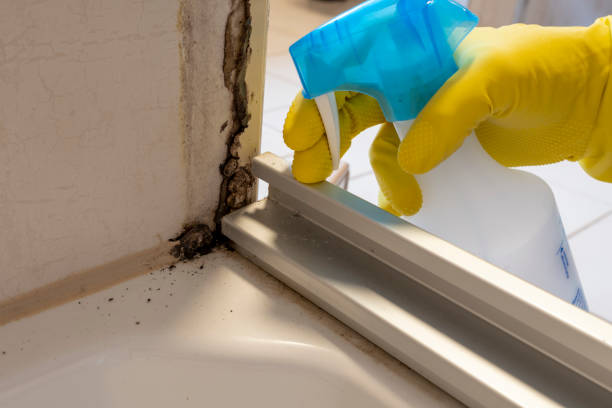 Best Certified Mold Removal  in Providence Village, TX