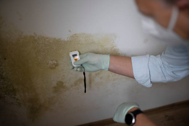 Best Office Mold Removal Services  in Providence Village, TX
