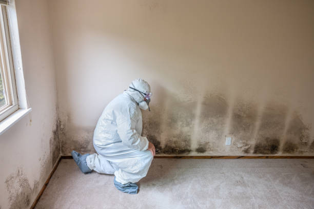 Best Mold Cleaning Services  in Providence Village, TX