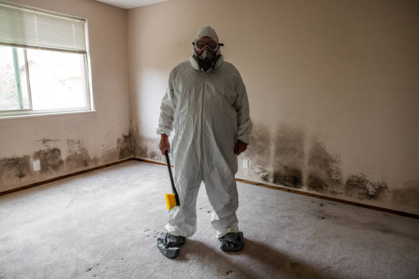 Best Toxic Mold Removal  in Providence Village, TX