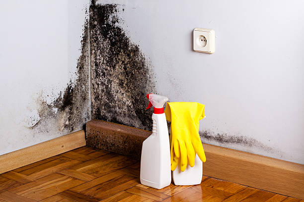 Best Affordable Mold Removal  in Providence Village, TX