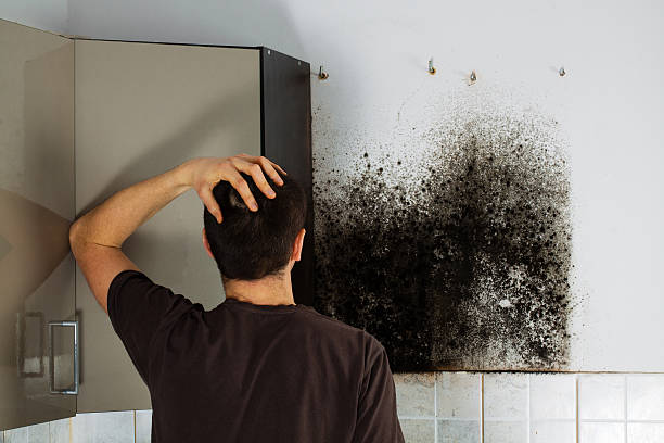 Mold Removal and Inspection in Providence Village, TX