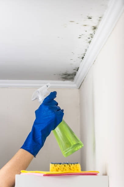 Best Fast Mold Removal  in Providence Village, TX