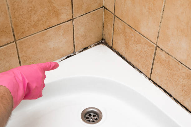 Best Mold Removal Near Me  in Providence Village, TX